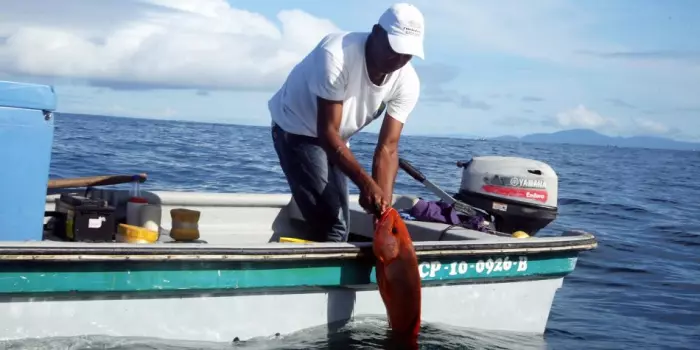 Ingenieros chocoanos crean un ‘app’ para vender pescado fresco